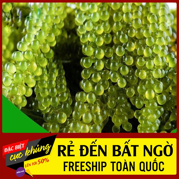 Rong nho tách nước - giữ dáng, đẹp da, thanh lọc cơ thể - gói 50gr tặng 1 gói Xốt mè rang KEWPIE 15ml.