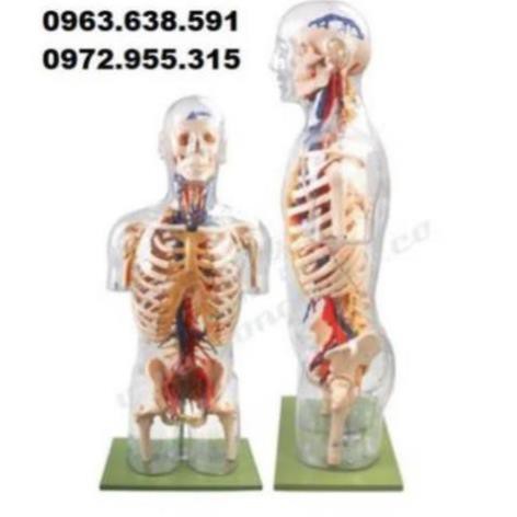 MÔ HÌNH GIẢI PHẪU THẦN KINH, MẠCH MÁU NỬA NGƯỜI