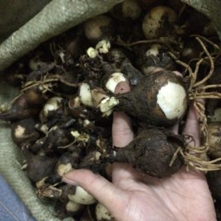 Hoa bỉ ngạn combo 5 bỉ ngạn