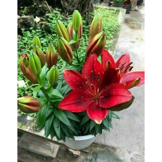 củ hoa ly lùn tinny rocket