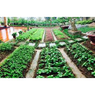 1 Kg đất sạch trồng cây
