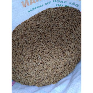 1kg thóc-lúa cho chim gà vịt ăn