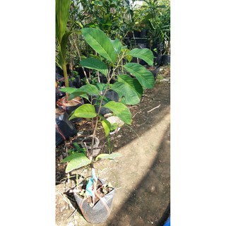 cây giống na thái cao 60cm