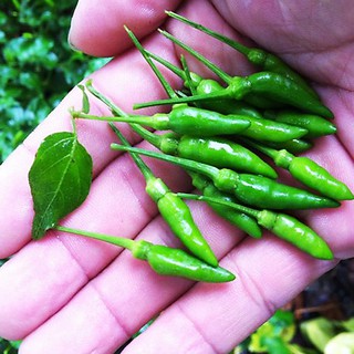 Hạt giống ỚT XIÊM xanh - Gói 0,2g - HGT