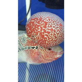 Thức ăn cá la hán ( cám viên nổi 100 gram )