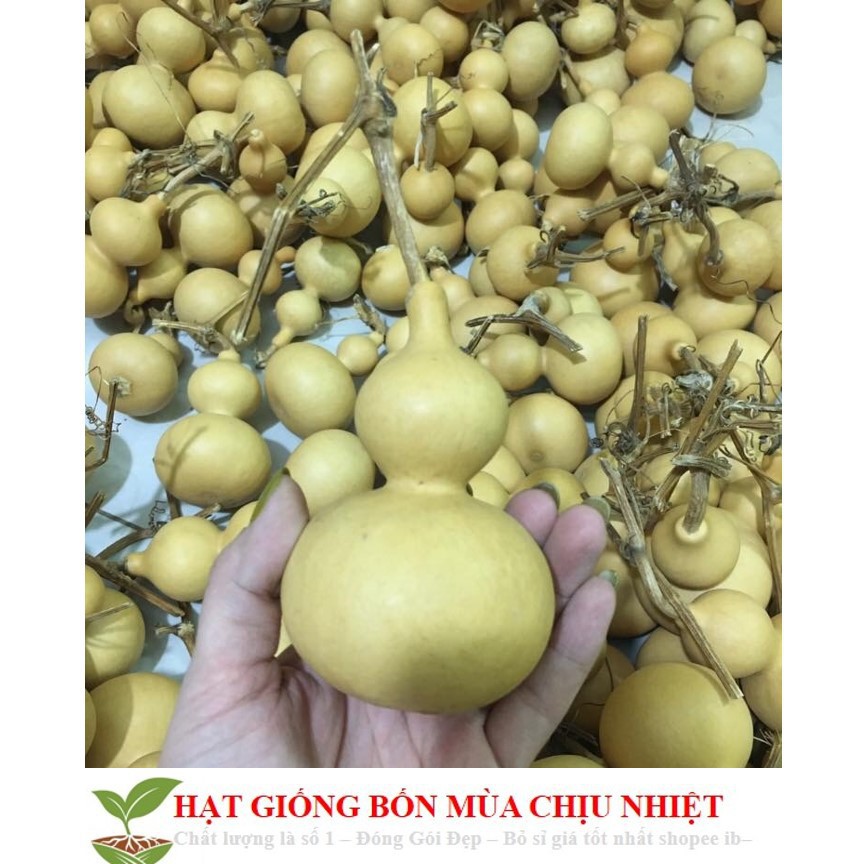 Hạt Giống Bầu Hồ Lô - Mini Siêu Kute (Lagenaria siceraria) 5 hạt ĐẾN MÙA TRỒNG TẾT