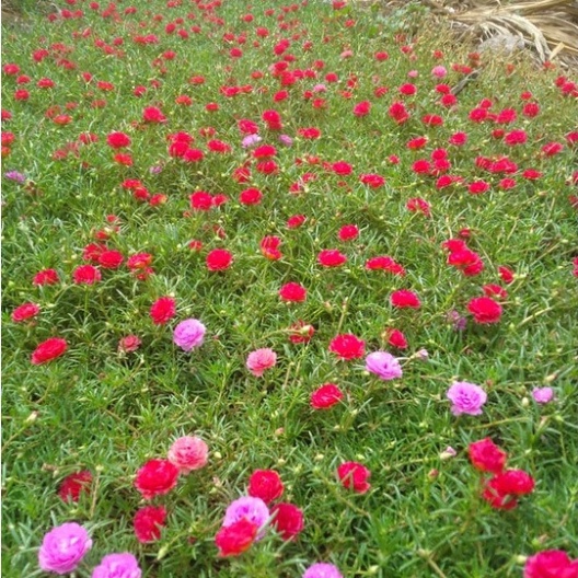 Hạt giống hoa mười giờ kép bông to (600 hạt, tặng kèm phân)