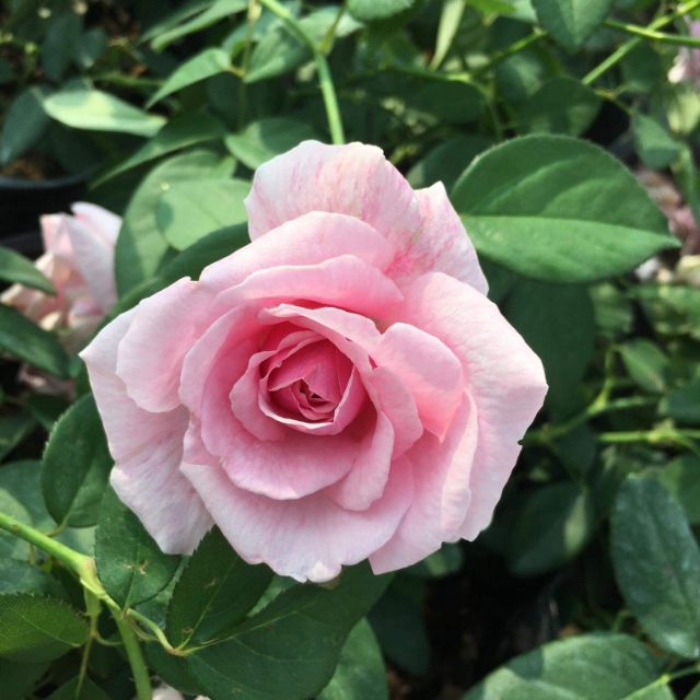 Hoa hồng ngoại....( Siêu thơm)