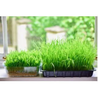 Hạt giống cỏ lúa mì 1kg (Wheatgrass)