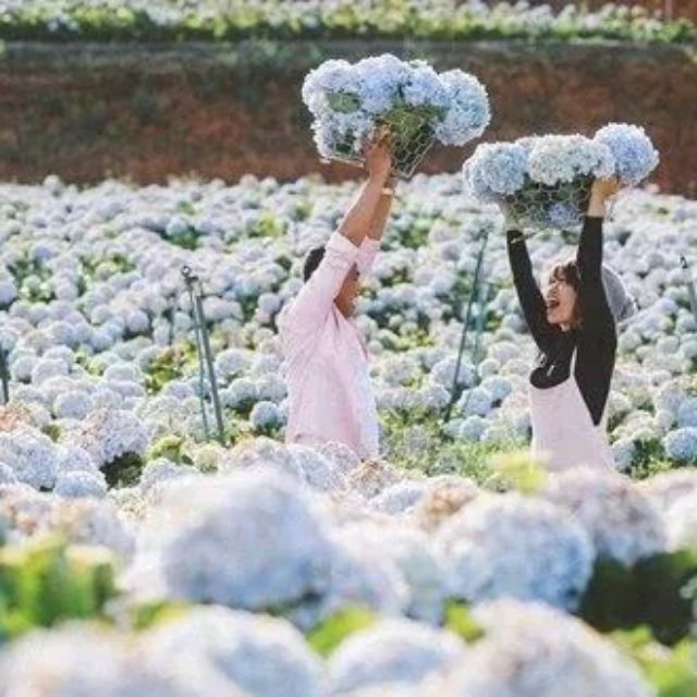 Du lịch Xuân Đà Lạt