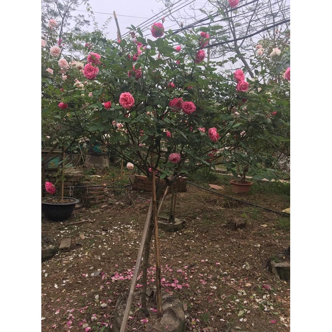 Cành triết hồng cổ Sapa dáng tree