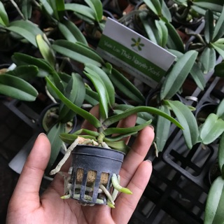 [RẺ VÔ ĐỊCH]  Đai Châu Thái Cây Giống Nhiều Màu Hoa Thơm