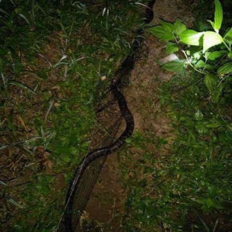 lưới bẫy rắn hàng loại 1 dài 20m lưới tàng hình bắt các loại rắn hổ mang và nhiều loài rắn khác