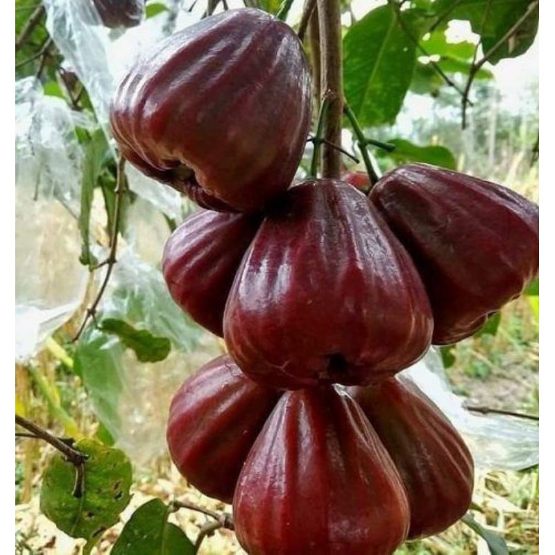 CÂY MẬN THÁI