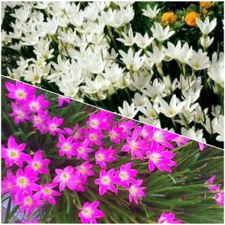 0,5kg Củ hoa Huệ Mưa (100-200 củ) (Tóc Tiên, Móng Tay Trắng, Hồng Sen)