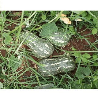 Gói 2gram Hạt Giống Bí Hồ Lô Trang Nông
