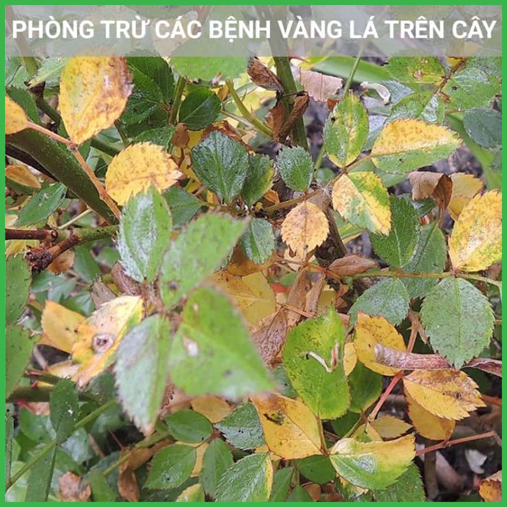 Mancozeb Xanh Ấn Độ Trừ Nấm Bệnh Cây Trồng Gói 100 Gram