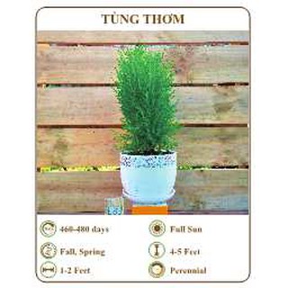 Hạt giống tùng thơm - THE XANH- 10 hạt