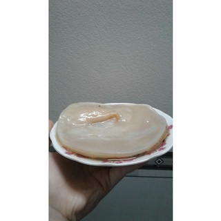 Combo Scoby/Kombucha