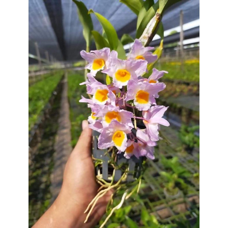 Lan kiều hồng trưởng thành sắp hoa