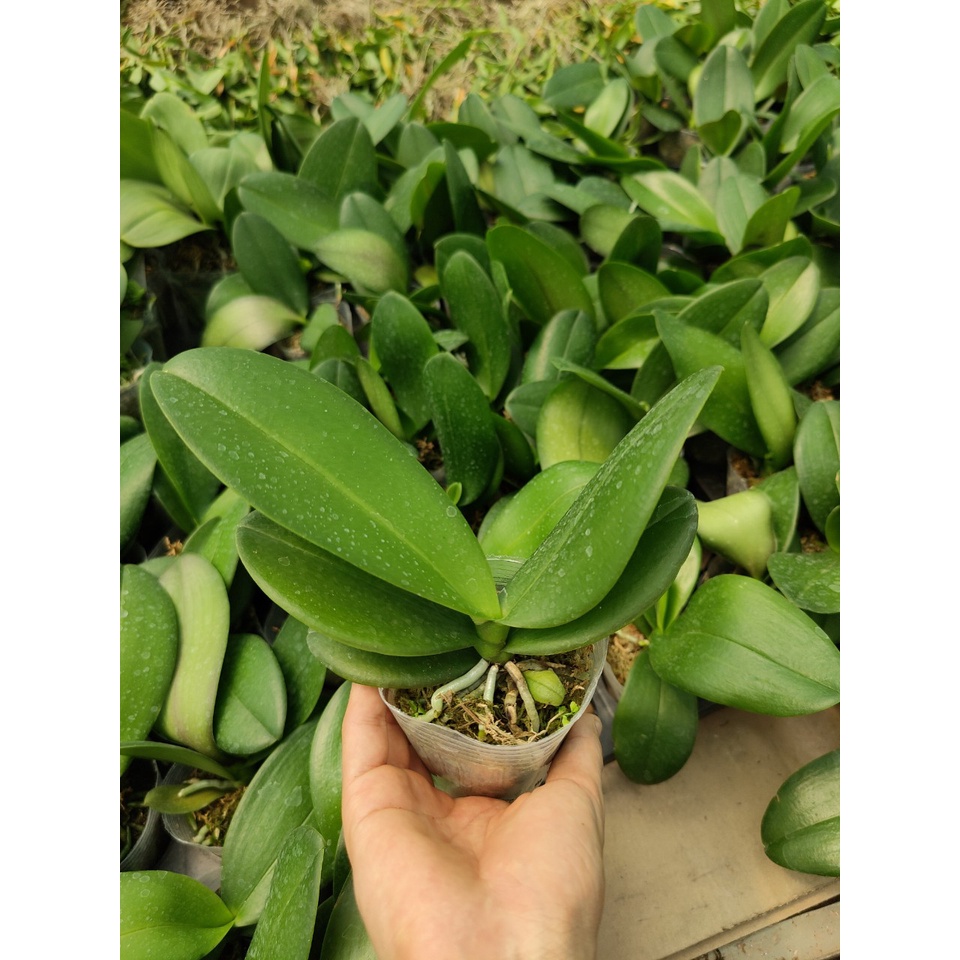Hồ điệp giống hoa đại 10 màu cây to khỏe cốc 1.7 rất đẹp