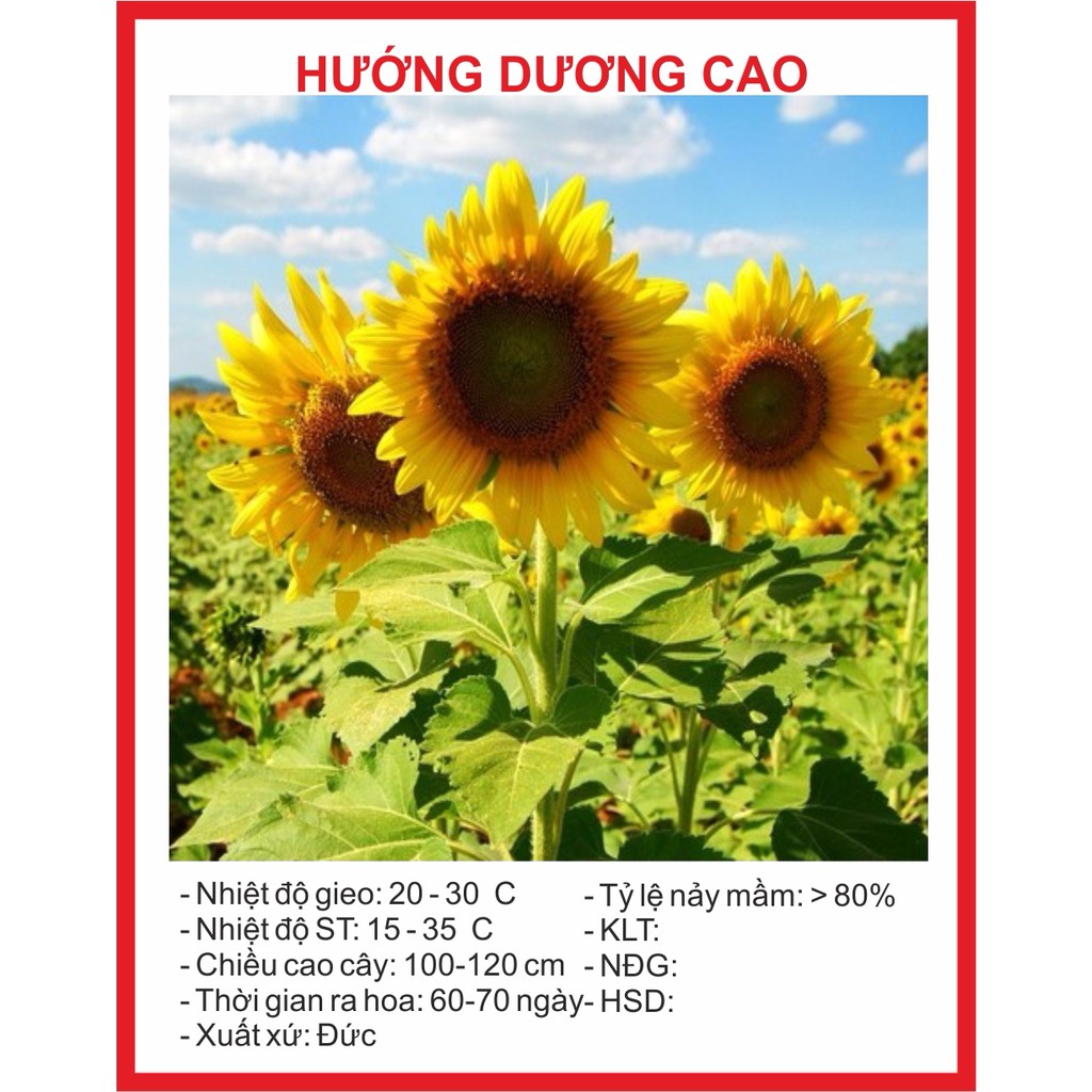  Hạt Giống Hoa Hướng Dương Vàng 30 Hạt