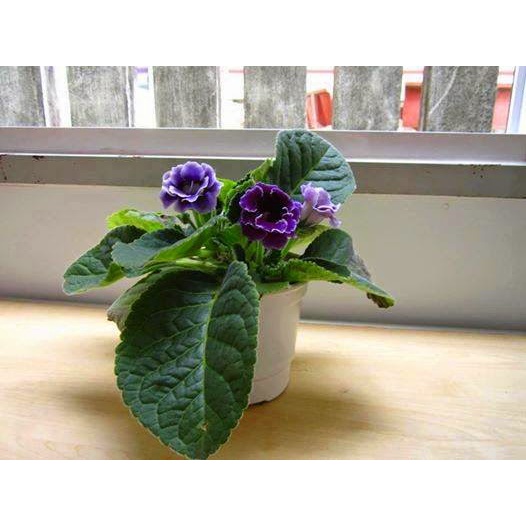 ạt giống hoa Tử la lan - Nảy mầm tốt - Tặng kèm 1 gói bón lá và 1 gói kích nảy mầm, có tờ hướng dẫn trồng Chưa Có Đánh G