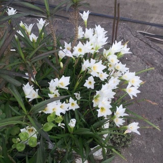 Củ huệ mưa trắng giống cũ