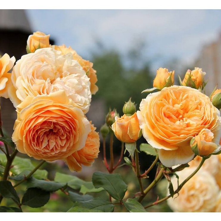 20 Hạt giống hoa Hồng leo Pháp mix (Tặng gói kích mầm, hướng dẫn ươm)