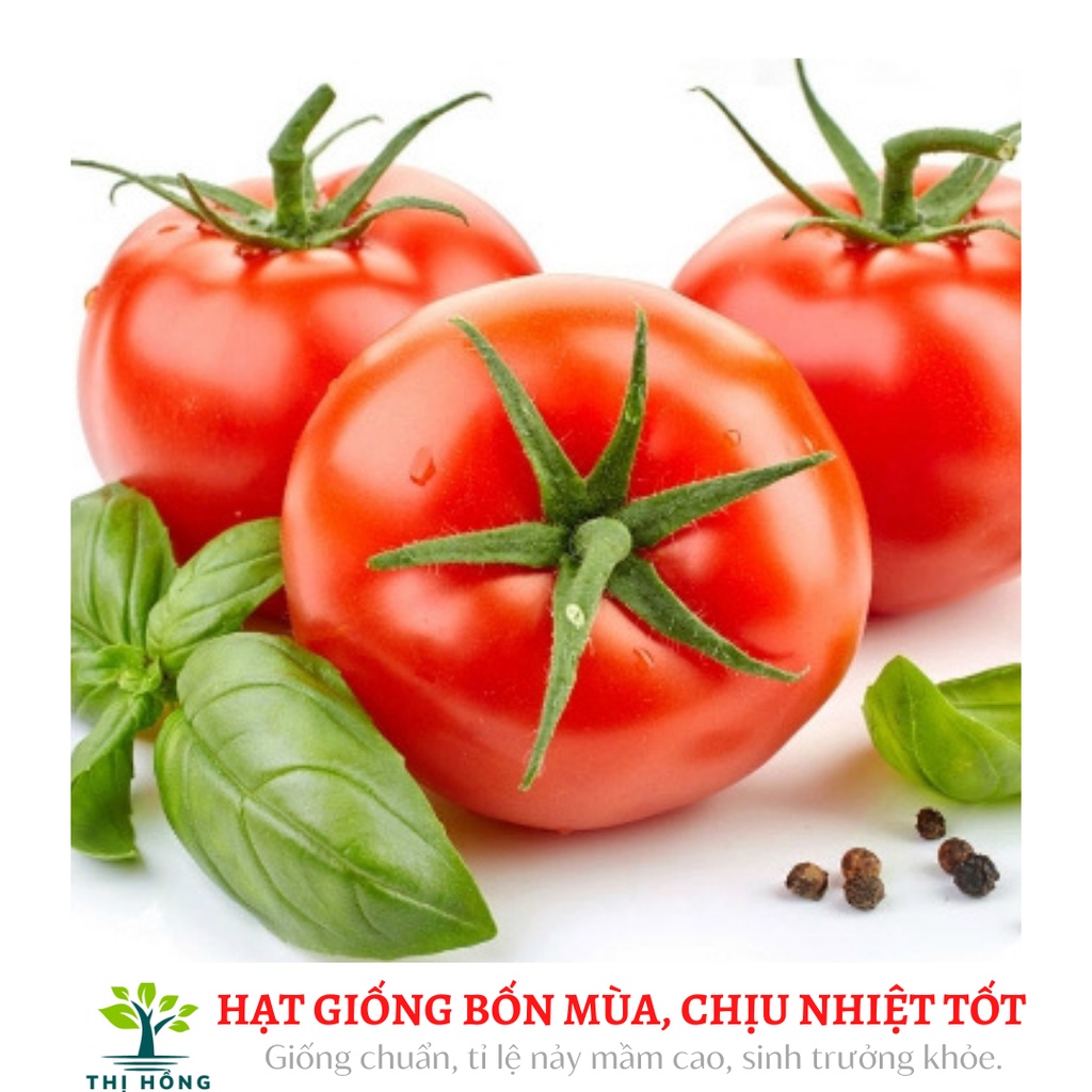 Hạt giống cà chua lai F1 30 hạt (cùi dày, ít hạt, vỏ đỏ mọng, cây chịu nhiệt, kháng bệnh).