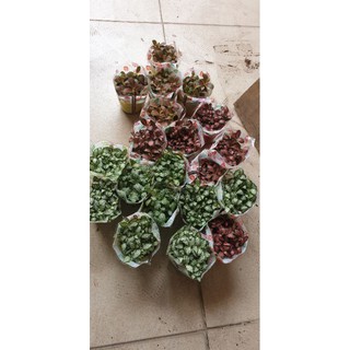 Cây cẩm nhung, fittonia