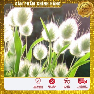 Bộ gói hạt giống Cỏ đuôi thỏ