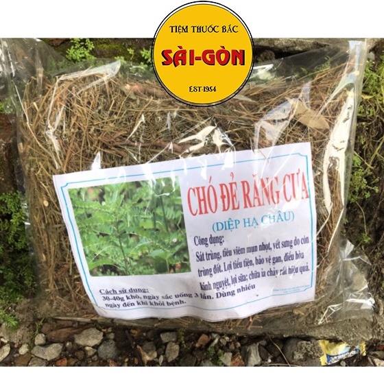 Diệp Hạ Châu - Chó Đẻ Răng Cưa 1kg