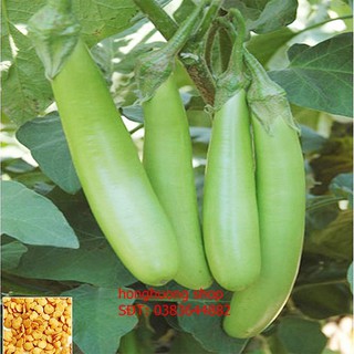 Hạt giống cà xanh mỡ