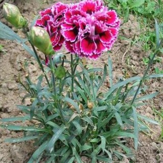 Hạt giống hoa cẩm chướng kép 100 hạt