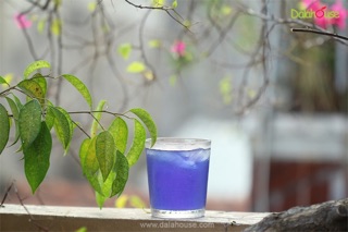 Bột hoa đậu biếc dalahouse