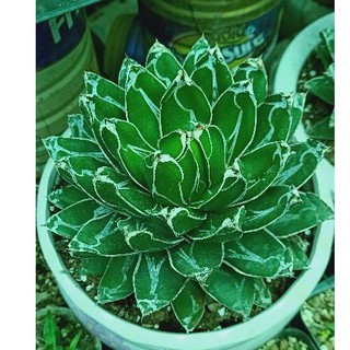 dứa agave victoria búp sen( tuyết giới)