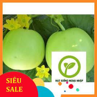 20 hạt giống dưa lê siêu ngọt HAT F1