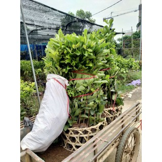 cây giống ổi lê