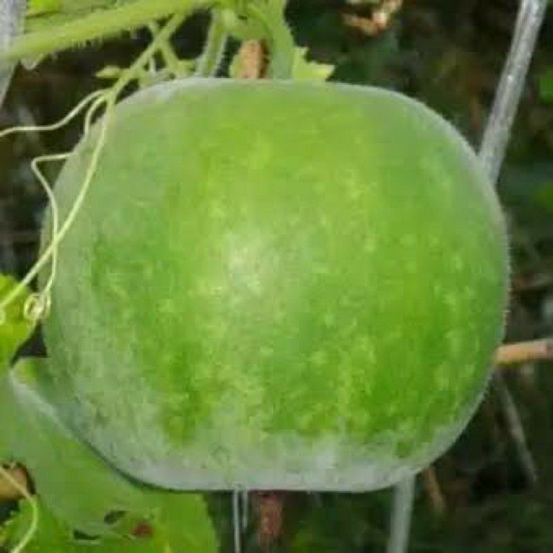 Hạt giống bí đao nếp Thái - tỷ lệ nảy mầm 85%