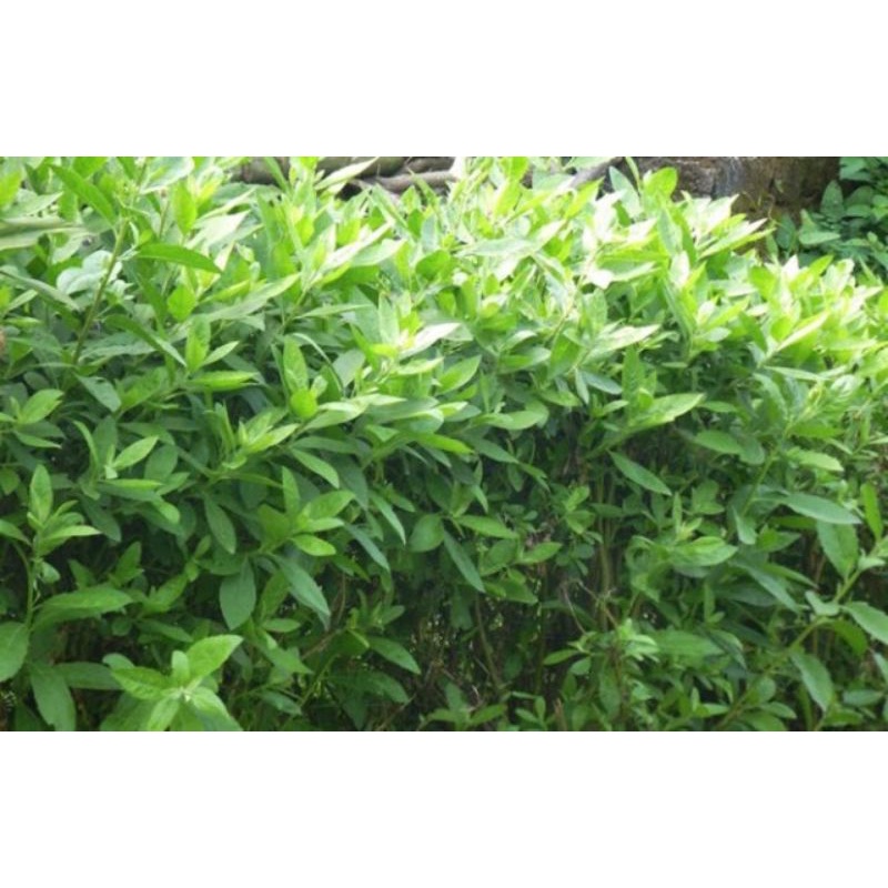 lá cúc tần tươi 1kg