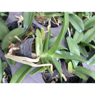 Hoa lan đai châu mix mầu ( coboo 5 cốc) @