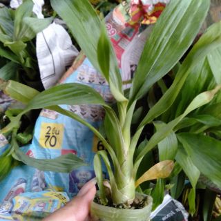 Hoa phong lan thiên nga đen