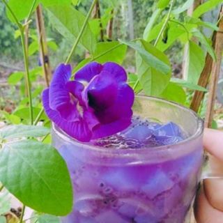 Hoa đậu biếc khô gói 50g