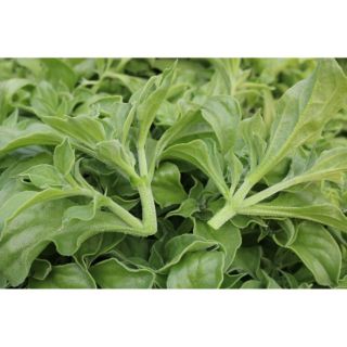 Hạt giống rau bông tuyết