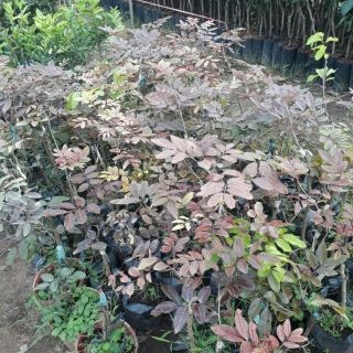 CÂY GIỐNG NHÃN TÍM