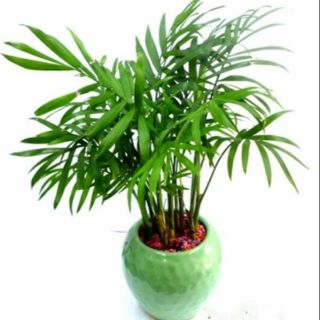 Chậu Cây cau tiểu trâm