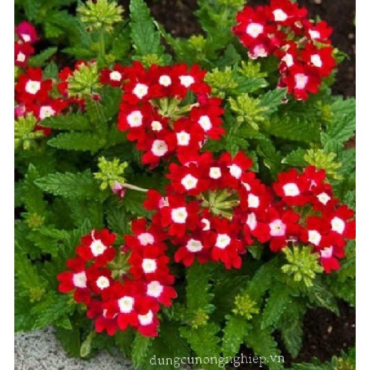 Hạt giống hoa vân anh  Nhiều màu - gói 50 hạt