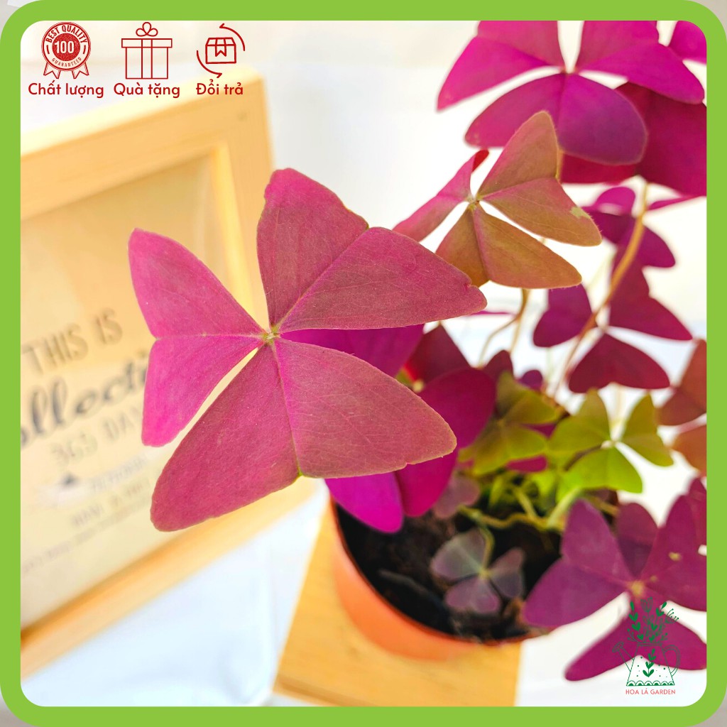 Cây bướm đêm lá tím (chậu 6cm, nhiều cây)