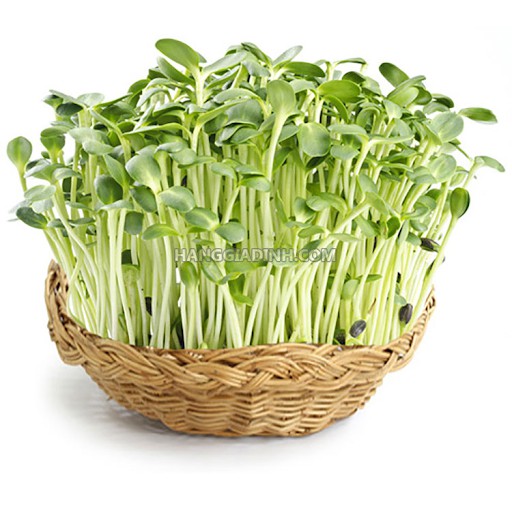 [GIÁ GỐC] Hạt giống rau mầm hướng dương Italia - gói 20 gram